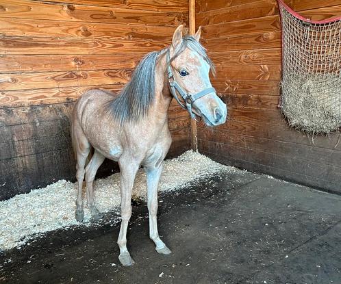 Prachtig AMHA AMHR NMPRS merrietje, Dieren en Toebehoren, Paarden