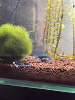 Neocaridina garnalen (high grade) laatste stuks!