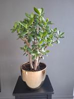 Crassula vetplant met pot., Tuin en Terras, Ophalen