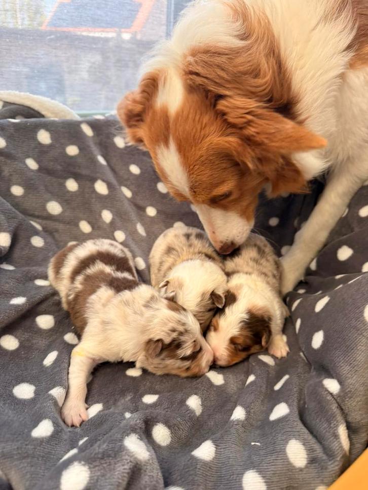 Border collie pups, Dieren en Toebehoren, Honden | Herdershonden en Veedrijvers, Herder, Fokker | Professioneel, Meerdere, België