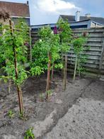 Jasmijnboom, Tuin en Terras, Ophalen