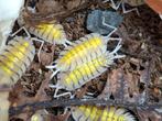 Porcellio bolivari “Yellow Ghost” Isopods. Enkel verzending., Dieren en Toebehoren, Overige soorten