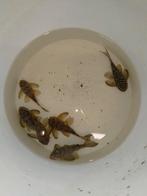 L136B, Dieren en Toebehoren