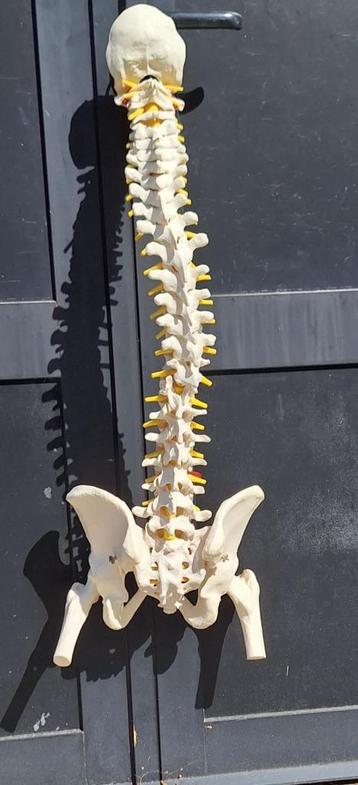 Anatomisch model van een ruggengraat/wervelkolom. beschikbaar voor biedingen
