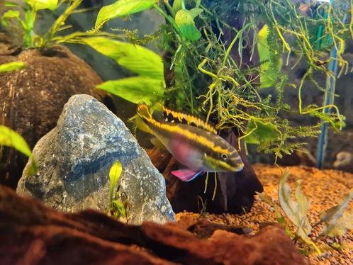 Kersenbuikcycliden, Dieren en Toebehoren, Vissen | Aquariumvissen