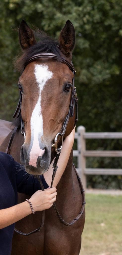 Springpaard, Dieren en Toebehoren, Paarden, Ruin, 160 tot 165 cm, 3 tot 6 jaar, Springpaard, Met stamboom, Gechipt, Ontwormd, Ingeënt