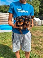 Yorkshire terriër pups, Dieren en Toebehoren, Honden | Jack Russells en Terriërs, Yorkshire Terriër, België, CDV (hondenziekte)