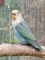 Dwergpapegaaien (Personata + Roseicolli + Fischeri) te koop, Dieren en Toebehoren, Vogels | Parkieten en Papegaaien, Meerdere dieren