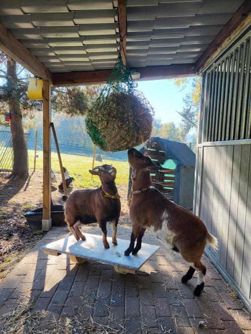 2 miekes dwerggeitjes, Dieren en Toebehoren, Schapen, Geiten en Varkens