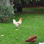 Pluimvee : HAAN, Dieren en Toebehoren, Mannelijk, Kip