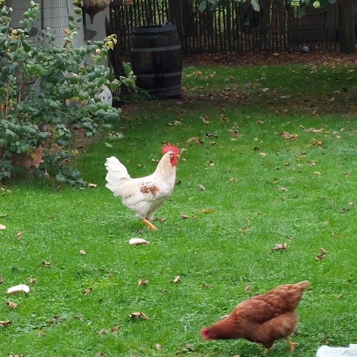 Pluimvee : HAAN, Dieren en Toebehoren, Pluimvee, Kip, Mannelijk