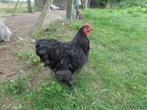 Cochin Kriel Haantje, Dieren en Toebehoren, Mannelijk, Kip