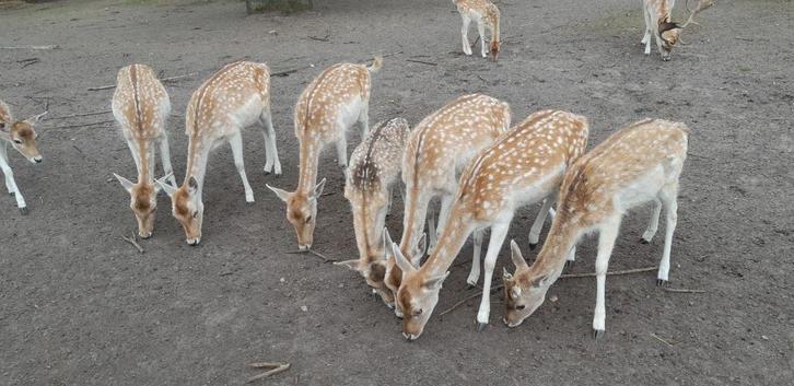 Damherten te koop, Dieren en Toebehoren, Overige Dieren, Meerdere dieren, Juli
