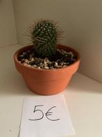 Cactus, Huis en Inrichting, Kamerplanten, Ophalen, Cactus