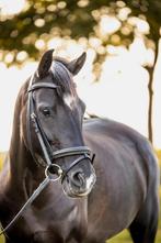 New Forest STERmerrie, 7 jr, correcte grote C, Dieren en Toebehoren, Merrie, Gechipt, 7 tot 10 jaar, Recreatiepony