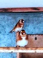 3 Putters M 2025 Wildkleur, Animaux & Accessoires, Oiseaux | Oiseaux Autre, Mâle, Oiseau chanteur sauvage, Bagué