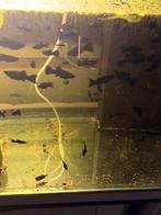 Molly’s en guppy’s, Dieren en Toebehoren, Vis, Zoetwatervis