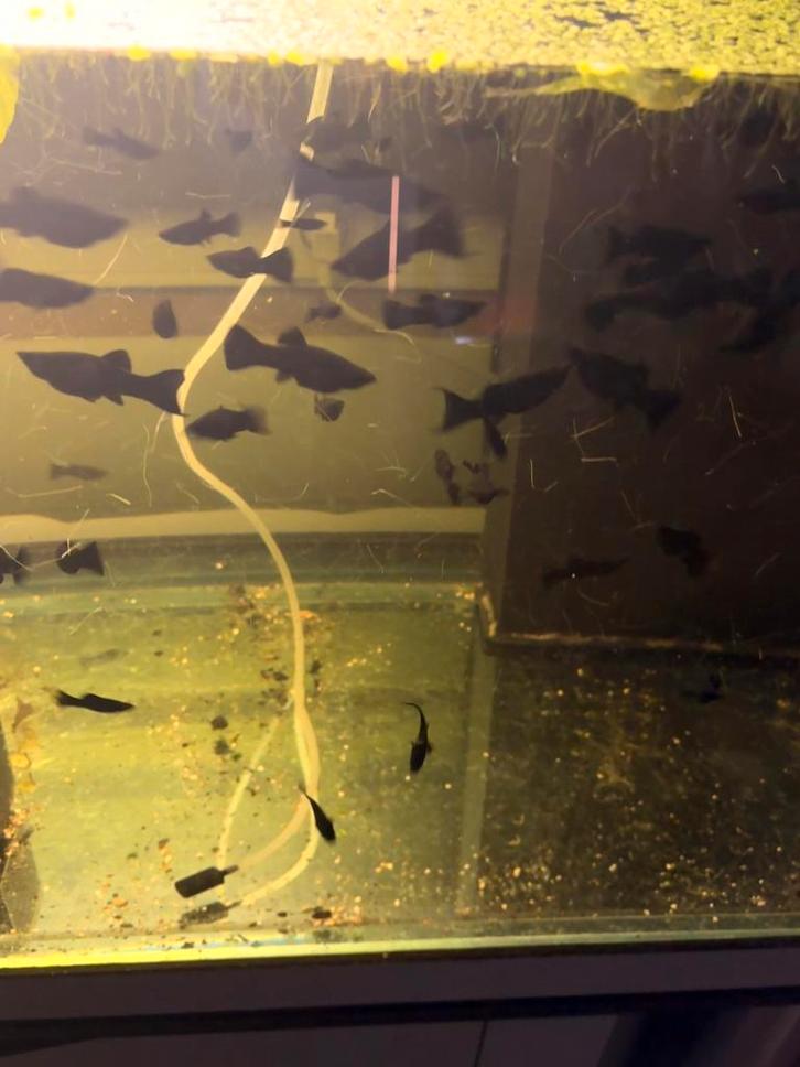 Molly’s en guppy’s, Dieren en Toebehoren, Vissen | Aquariumvissen, Zoetwatervis, Vis