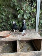 Koppel capucijners, Meerdere dieren, Overige soorten