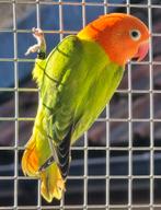 Groene Opaline/Ino Fischeri Man met dna, Dieren en Toebehoren, Mannelijk, Dwergpapegaai of Agapornis, Geringd