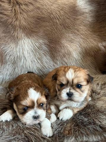 Machi pups beschikbaar voor biedingen