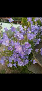 20 - tal soorten planten in potjes, Tuin en Terras, Ophalen of Verzenden