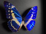 Echte Morpho Cypris vlinder uit Colombia in een zwarte lijst, Verzamelen, Nieuw, Opgezet dier, Ophalen of Verzenden, Insect