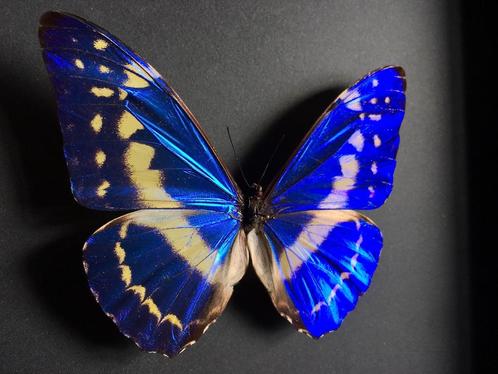 Véritable papillon Morpho Cypris de Colombie sous cadre noir, Collections, Collections Animaux, Neuf, Animal empaillé, Insecte