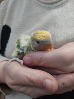 Dwergpapegaai baby's handtam, Dieren en Toebehoren, Vogels | Parkieten en Papegaaien, Tam