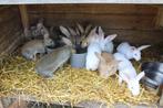 jonge konijnen, Dieren en Toebehoren, Groot