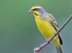 Recherche mâle serin du Mozambique, Dieren en Toebehoren, Mannelijk