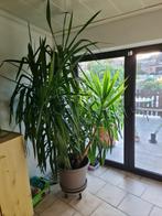 Plante yucca elephantipes 2,25m, Huis en Inrichting, Kamerplanten, Ophalen of Verzenden, Yucca