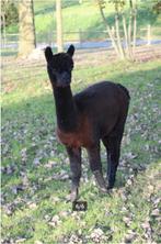Knappe alpaca dekhengst - bay black, Dieren en Toebehoren, Overige Dieren, Mei, Mannelijk