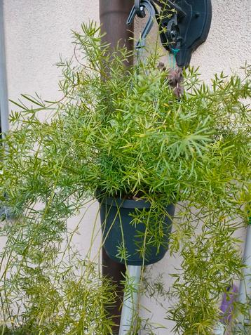 Sierasperge beschikbaar voor biedingen