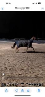 Turnout winterdeken afneembare hals 215, Dieren en Toebehoren, Ophalen of Verzenden, Gebruikt, Deken