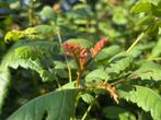 Koelreuteria paniculata, Tuin en Terras, Planten | Bomen, Minder dan 100 cm, Zomer, Ophalen, Volle zon
