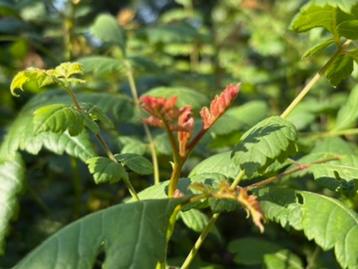Koelreuteria paniculata beschikbaar voor biedingen