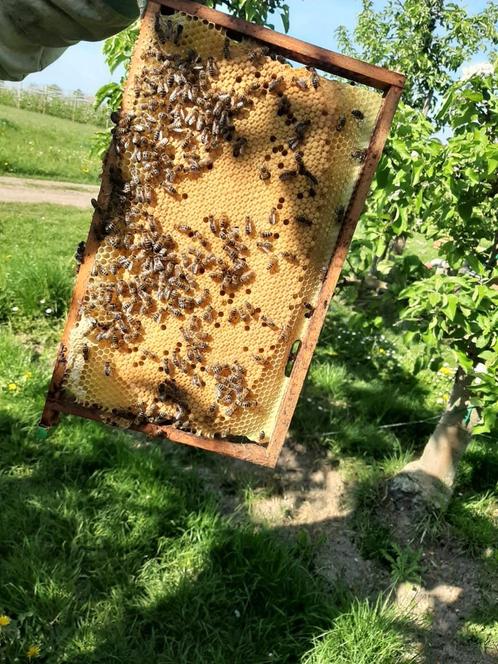 Sterke zesraamse bijenvolken!, Animaux & Accessoires, Insectes & Araignées