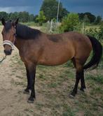 C-pony, Animaux & Accessoires, Chevaux, Vermifugé, Moins de 160 cm, Cheval de saut, Jument