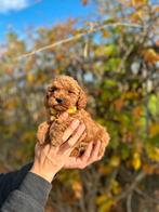 Prachtige toy/ dwergpoedel pups, Dieren en Toebehoren, Poedel, België, CDV (hondenziekte), 8 tot 15 weken