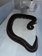 Confusion cinnamon yb pos special 0.1, Animaux & Accessoires, Serpent, 3 à 6 ans