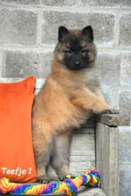 Prachtige Tervurense Herder pups, Dieren en Toebehoren, Parvo, België, 8 tot 15 weken, Meerdere