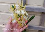 Geurende Orchidee Brassidium Shooting Star, Ophalen of Verzenden