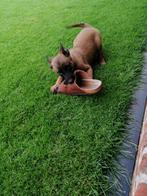 mechelse herder pup, Dieren en Toebehoren, Honden | Herdershonden en Veedrijvers, België, Particulier, Reu, CDV (hondenziekte)