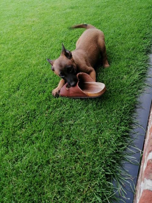 mechelse herder pup, Dieren en Toebehoren, Honden | Herdershonden en Veedrijvers, Reu, Herder, Particulier, Eén hond, België, 8 tot 15 weken