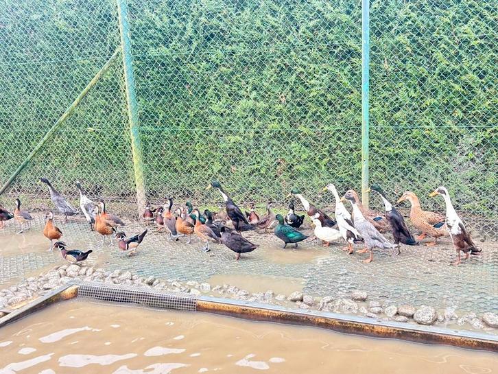 Ruime keuze eenden, vele soorten, Dieren en Toebehoren, Pluimvee, Eend, Meerdere dieren