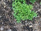 Marjolein tuinkruid 5euro, Tuin en Terras, Planten | Tuinplanten, Ophalen of Verzenden