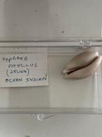 Cypraea, Ophalen