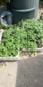 tomatenplanten en vetplanten, Ophalen