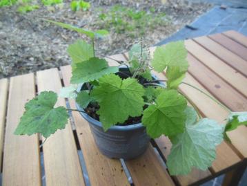 Schuimbloem - Tiarella cordifolia, Tuin en Terras, Ophalen, Bodembedekkers, Vaste plant, Volledige schaduw
